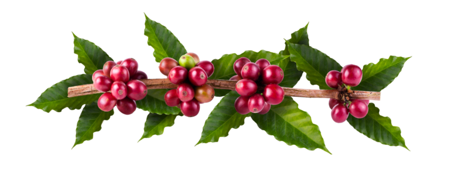 Fresh Arabica Coffee beans ripening isolated on transparent background