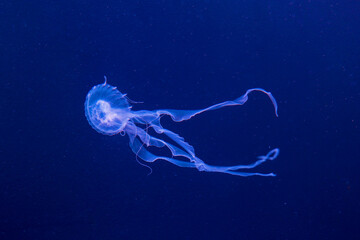 Closeup of a jellyfish in an aquarium