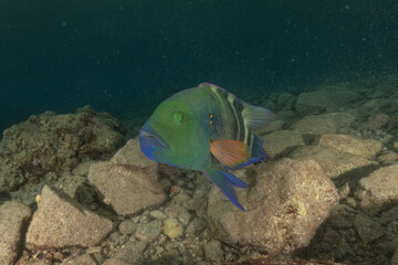 Fish swimming in the Red Sea, colorful fish, Eilat,  Israel
