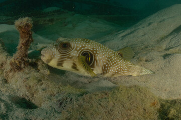 Fish swimming in the Red Sea, colorful fish, Eilat,  Israel
