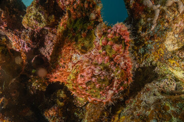 Frog fish in the Red Sea Colorful and beautiful, Eilat Israel
