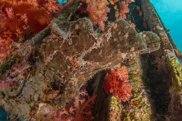 Frog fish in the Red Sea Colorful and beautiful, Eilat Israel

