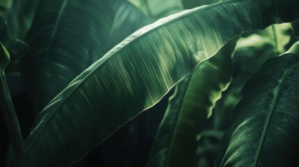Lush green tropical leaves background