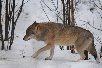 lapland - finland wildlife