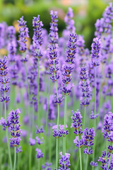 Vibrant lavender flower
