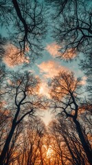 Trees standing tall with the sun setting beautifully behind them creating a golden glow