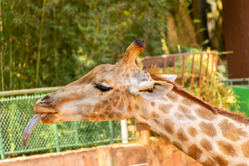 A close up portrait of a Giraffe, in The Sao Paulo Zoo in Brazil.