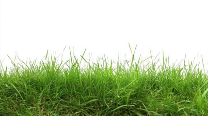 Fototapeta premium Fresh green grass border against white background for design