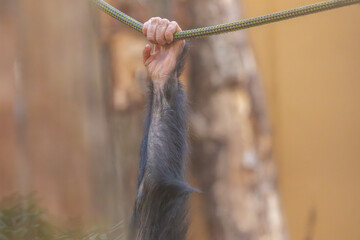 baby chimpanzee hand