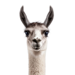 Fototapeta premium Llama Portrait: A captivating close-up portrait of a llama, showcasing its distinctive features against a seamless backdrop.