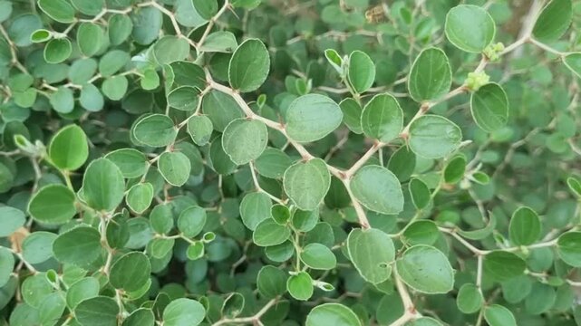 Thorny branches with green leaf foliage of jujube plant. Also known as Christ's thorn jujube shrub.