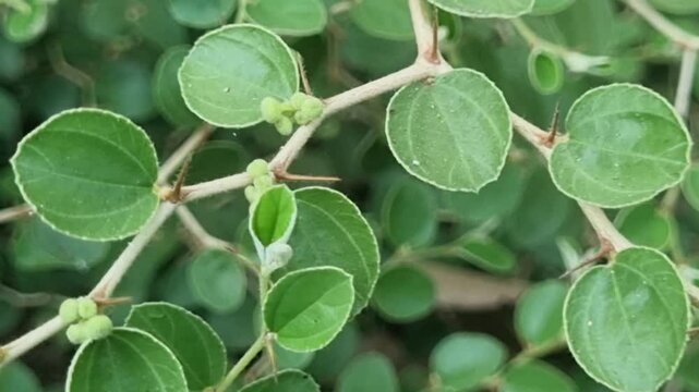 Thorny branches with green leaf foliage of jujube plant. Also known as Christ's thorn jujube shrub.