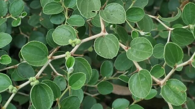 Thorny branches with green leaf foliage of jujube plant. Also known as Christ's thorn jujube shrub.