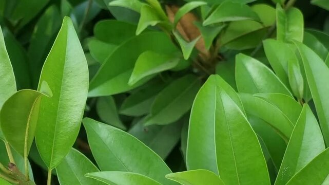 Sapodilla (Manilkara zapota) is nutritious fruit tree from sapotaceae family. Leaves of sapota used in treatment of cough, cold, diarrhea, skin care, and have antioxidant,Antihyperglycemic properties.