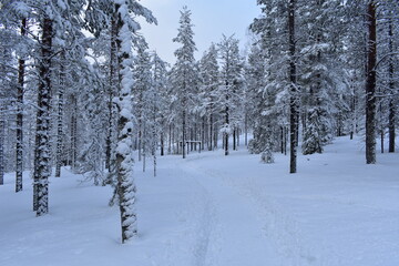 Obraz premium lapland winter nature