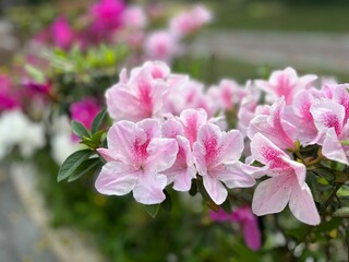 Bright azaleas bloom under the warm sunlight, their vivid petals glowing in shades of pink, red,...