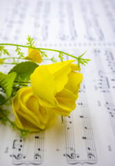 음표가 그려져있는 음악책과 소품(꽃, 식물), 아름다운 음악