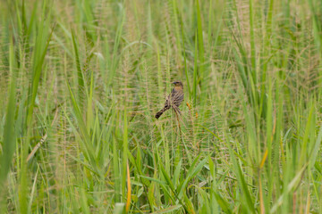 lone bird hiding in grass vegetation with tall stems and seeds on marshland