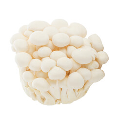 Bunapi mushroom, White beech mushrooms, Shimeji mushroom, Edible mushroom isolated on transparent background