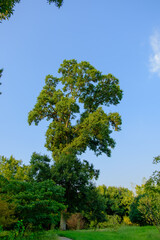 青空にそびえる大樹の堂々たる姿