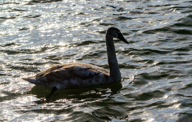 The mute swan - Cygnus olor, big white swan swims in backlit sunlight in lake near Odessa, Ukraine
