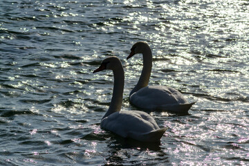 The mute swan - Cygnus olor, two large white waterfowl swim in the estuary bay near Odessa, Ukraine