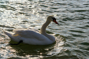 The mute swan - Cygnus olor, a large white swan with a deformed neck swims in a lake near Odessa,...