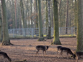 Photo showing fallow deer surrounded by a fence in the forest at sunset. A herd of fallow deer.
