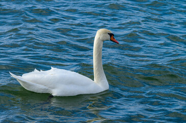 Naklejka premium The mute swan - Cygnus olor, large white waterfowl swims in the sea bay near Odessa, Ukraine