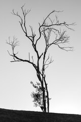 Alone dying tree or bare branch tree on the hill of mountain. black and white image tone.