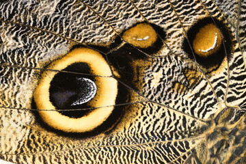 Detail of owl eye spot on tropical butterfly wing