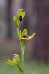 A rare endemic 'bee orchid' (Ophrys subfusca liveranii). Is Arenas, Oristano, Sardinia. Italy.
