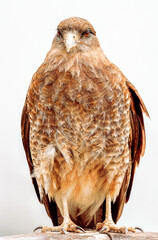 Chimango Caracara in NationalPark TierraDelFuego, Argentina