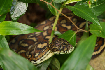 Wild Carpet Python