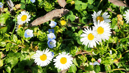 G&auml;nsebl&uuml;mchen mit Ehrenpreis