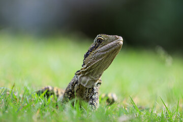 water dragon on grass
