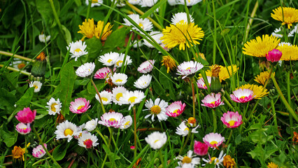 Belis mit l&ouml;wenzahn