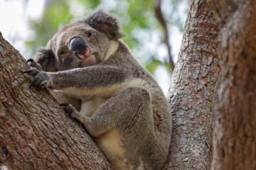 koala in tree
