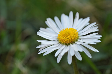 Fototapeta premium Close-up of a daisy with white petals and a yellow center, set against a blurred green background.