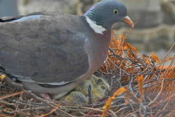 A dove warms up the little lovebirds. View of the dove through the window of the place. Pigeon pair has a nest in a flower box. The concept of pigeon life in the city