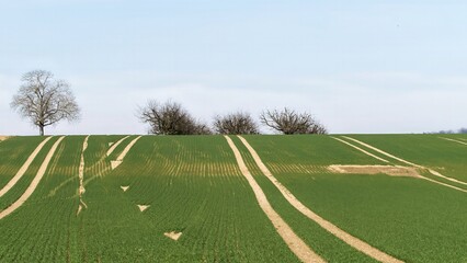 Countryside Field with Tracks and Distant Trees on a Clear Spring Day