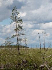 Landscape of forested bogs in eastern Finland on a partially clouded summer day