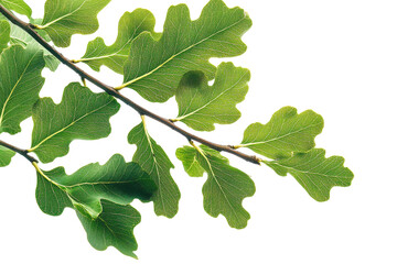 Fototapeta premium Tropical Oak Branch with Green Leaves, Foreground on Transparent Background