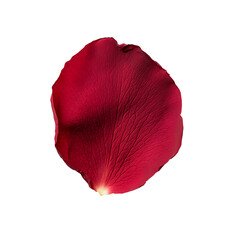 A velvety red petal stands out against a black backdrop, showcasing its delicate veins and vibrant color. A symbol of beauty and love.