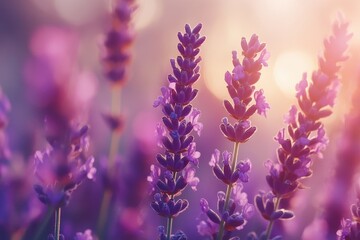 Obraz premium Beautiful Lavender Fields with Soft Light in the Background