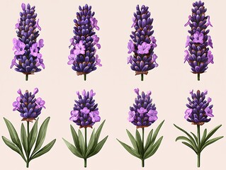 Naklejka premium Lavender Flowers: Botanical Illustration.