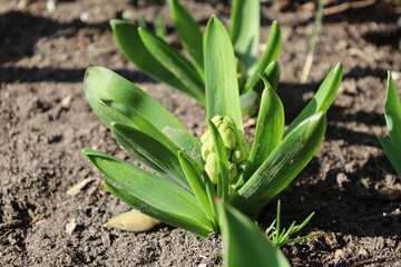 Obraz premium Flowers Breaking Through the Soil in the Garden. Soil in the Garden with Blossoming Flowers Pushing Through. 