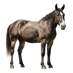 Obraz premium Elegance in Profile: A majestic horse stands proudly, showcasing its sleek coat and noble posture, representing the spirit of freedom and strength.