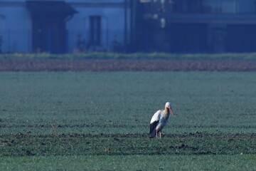 campagna e cicogne