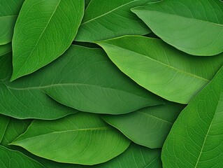 A lush arrangement of green leaves overlapping in a natural setting, symbolizing growth